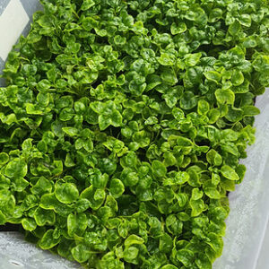 Adopt a Hopebox Terrarium RM500 / unit
